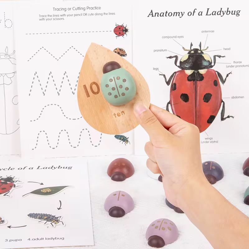 Ladybug kit